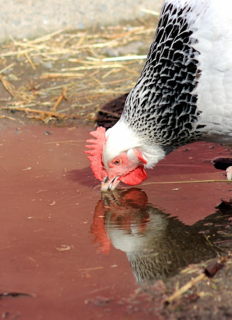 Foto nahaufnahme eines vogels im wasser