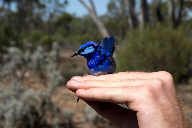 Nahaufnahme eines Vogels in der Hand