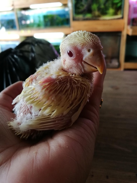 Foto nahaufnahme eines vogels in der hand