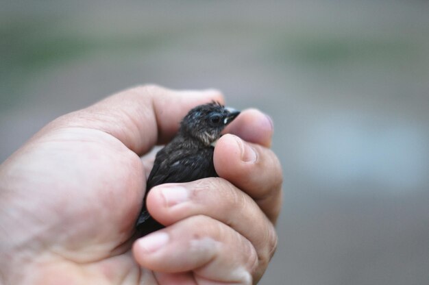 Foto nahaufnahme eines vogels in der hand