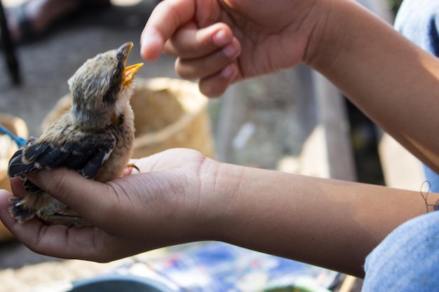 Nahaufnahme eines Vogels in der Hand