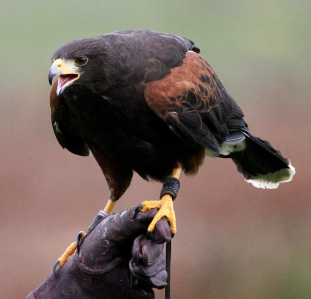 Nahaufnahme eines Vogels in der Hand