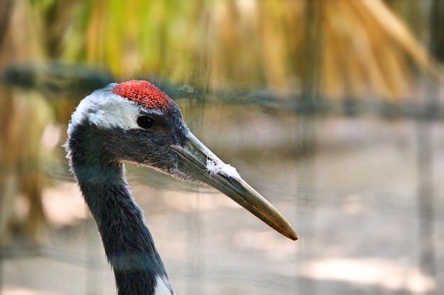 Foto nahaufnahme eines vogels vor einem verschwommenen hintergrund