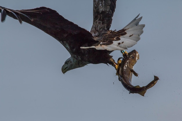 Nahaufnahme eines Vogels vor klarem Himmel