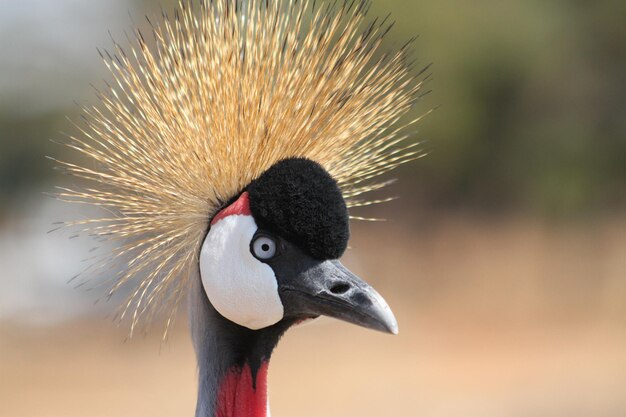 Foto nahaufnahme eines vogels vor verschwommenem hintergrund