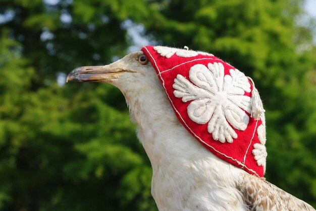 Foto nahaufnahme eines vogels vor verschwommenem hintergrund