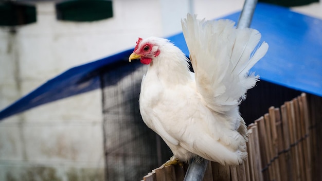 Nahaufnahme eines Vogels vor verschwommenem Hintergrund