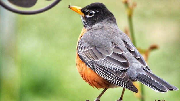 Foto nahaufnahme eines vogels