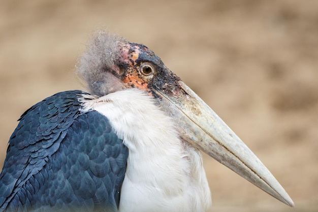 Foto nahaufnahme eines vogels