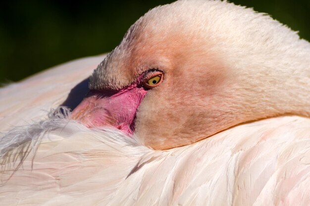 Nahaufnahme eines Vogels