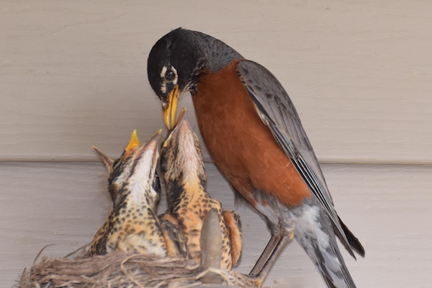 Foto nahaufnahme eines vogels