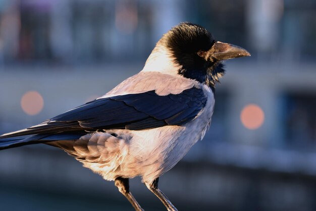 Nahaufnahme eines Vogels