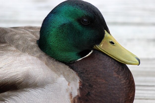 Nahaufnahme eines Vogels