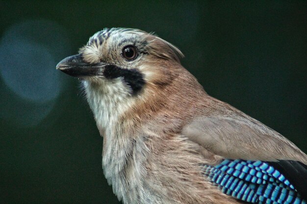 Foto nahaufnahme eines vogels