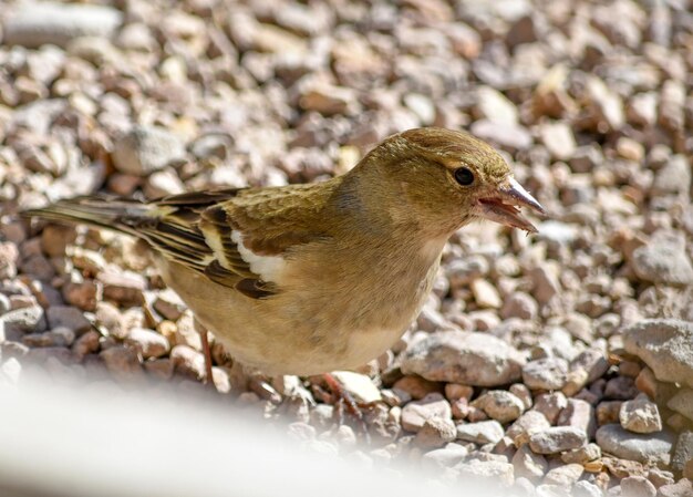 Foto nahaufnahme eines vogels