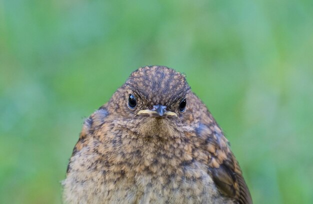 Nahaufnahme eines Vogels