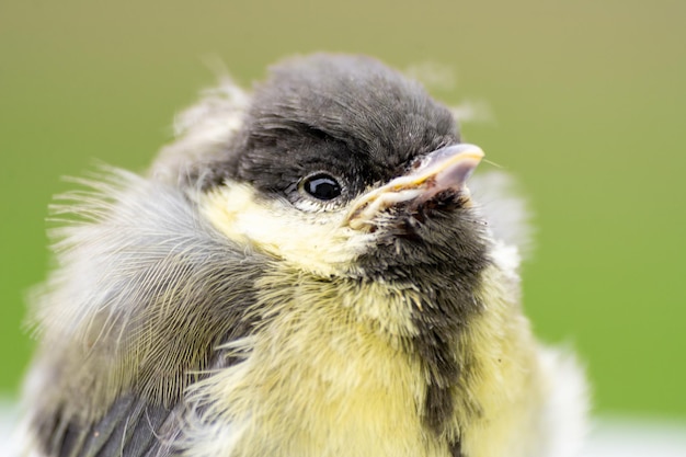 Foto nahaufnahme eines vogels