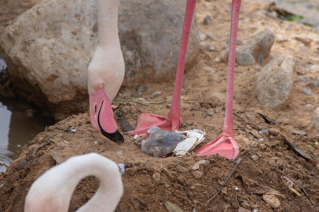 Foto nahaufnahme eines vogels