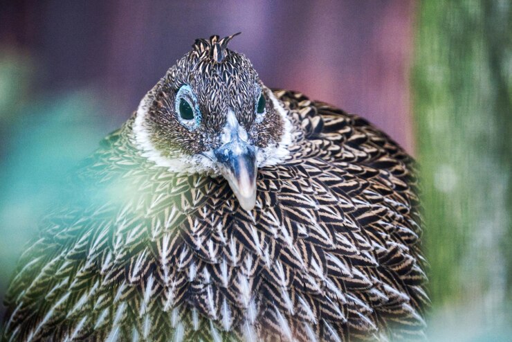 Foto nahaufnahme eines vogels