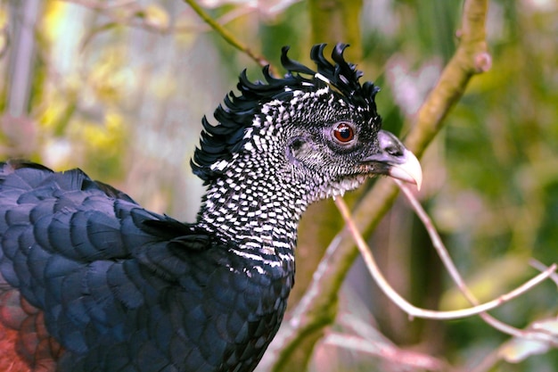 Foto nahaufnahme eines vogels