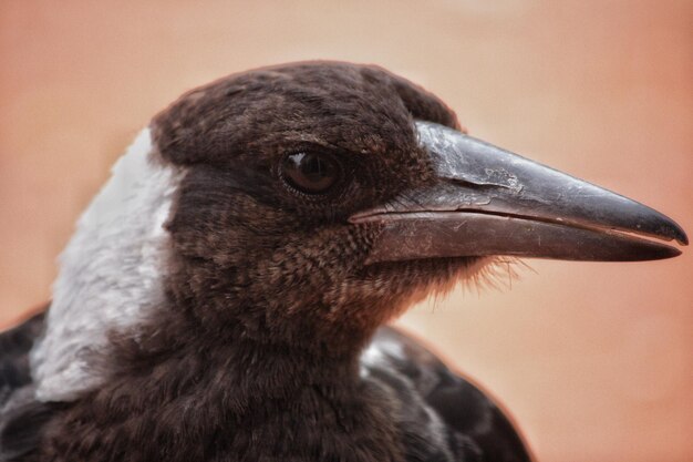 Foto nahaufnahme eines vogels