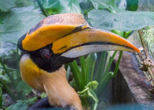 Foto nahaufnahme eines vogels