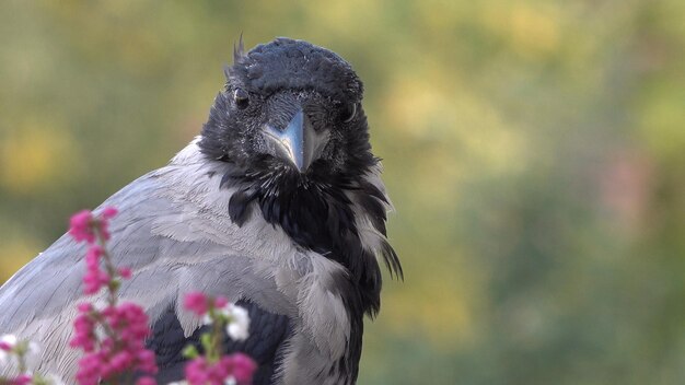 Foto nahaufnahme eines vogels