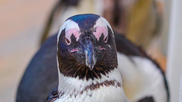 Foto nahaufnahme eines vogels