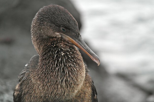 Foto nahaufnahme eines vogels