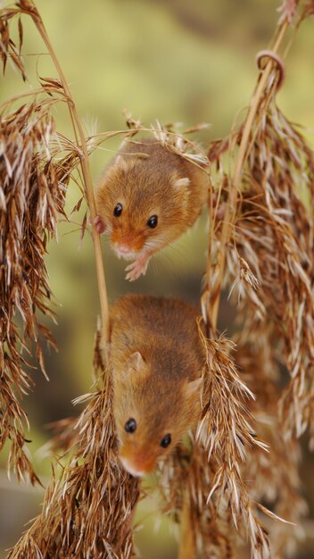 Foto nahaufnahme eines vogels