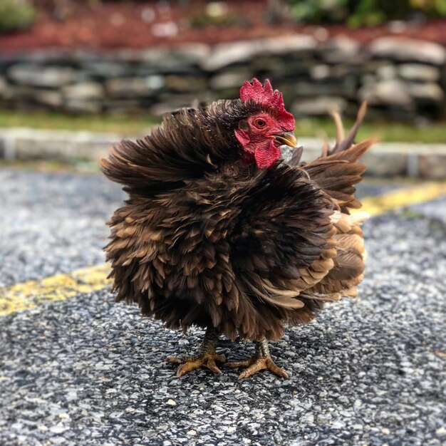 Nahaufnahme eines Vogels