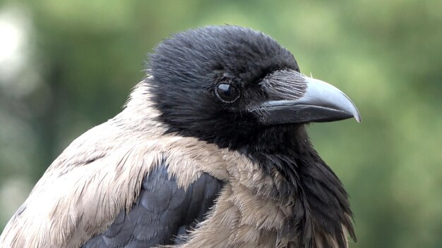 Foto nahaufnahme eines vogels