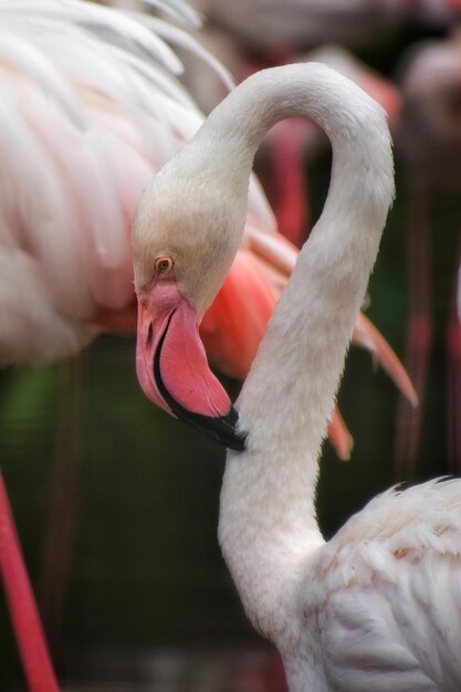 Foto nahaufnahme eines vogels