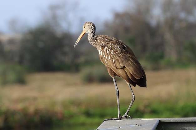 Foto nahaufnahme eines vogels