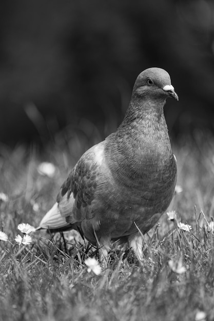 Foto nahaufnahme eines vogels