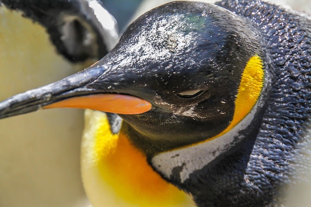 Foto nahaufnahme eines vogels