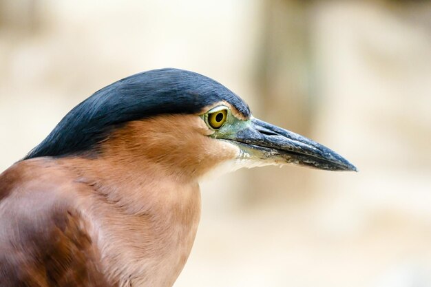 Foto nahaufnahme eines vogels