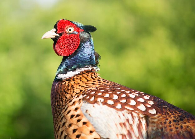 Nahaufnahme eines Vogels