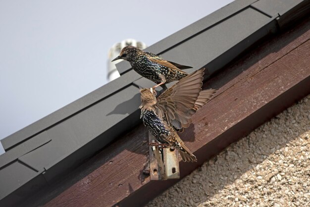 Foto nahaufnahme eines vogels