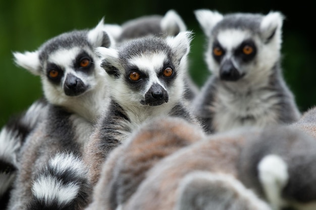 Foto nahaufnahme eines vogels