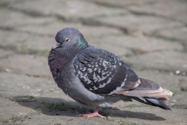 Foto nahaufnahme eines vogels