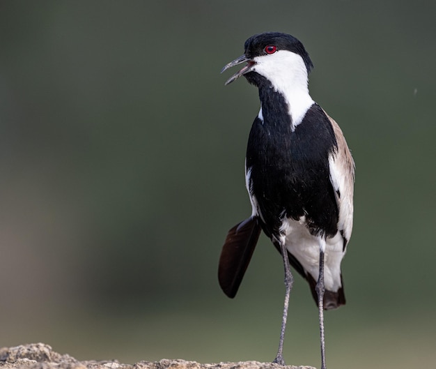 Nahaufnahme eines Vogels