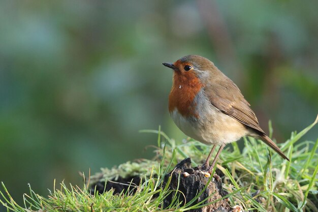 Nahaufnahme eines Vogels