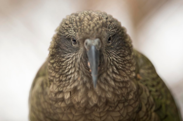 Foto nahaufnahme eines vogels