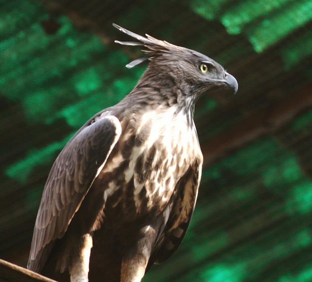 Foto nahaufnahme eines vogels