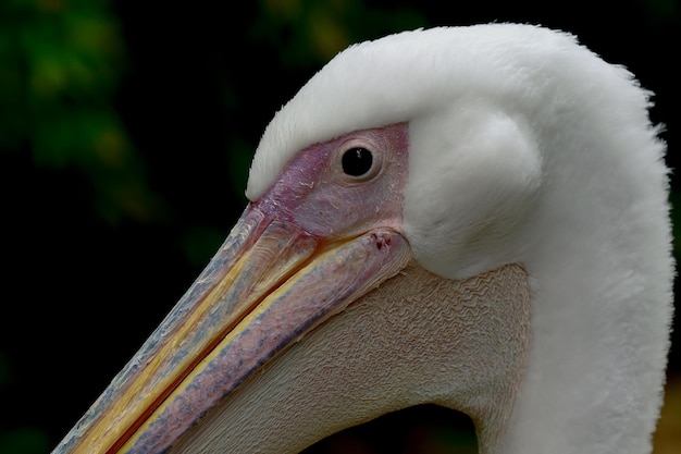 Foto nahaufnahme eines vogels