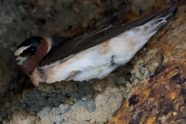 Foto nahaufnahme eines vogels