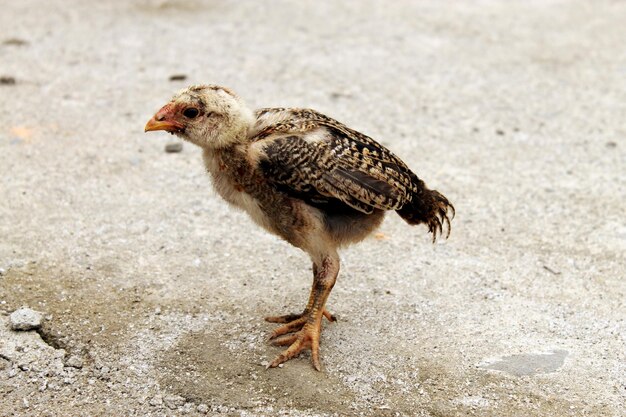 Foto nahaufnahme eines vogels