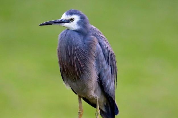 Foto nahaufnahme eines vogels