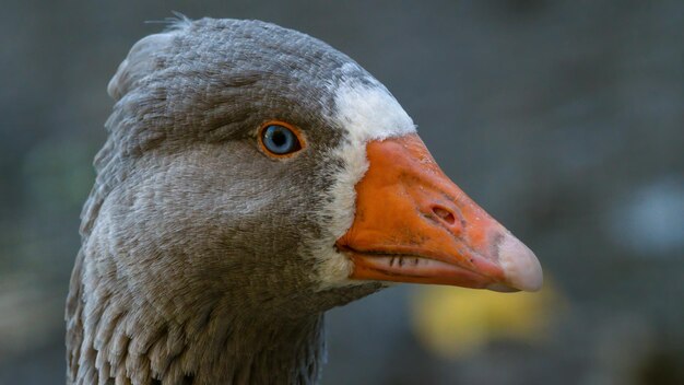 Foto nahaufnahme eines vogels